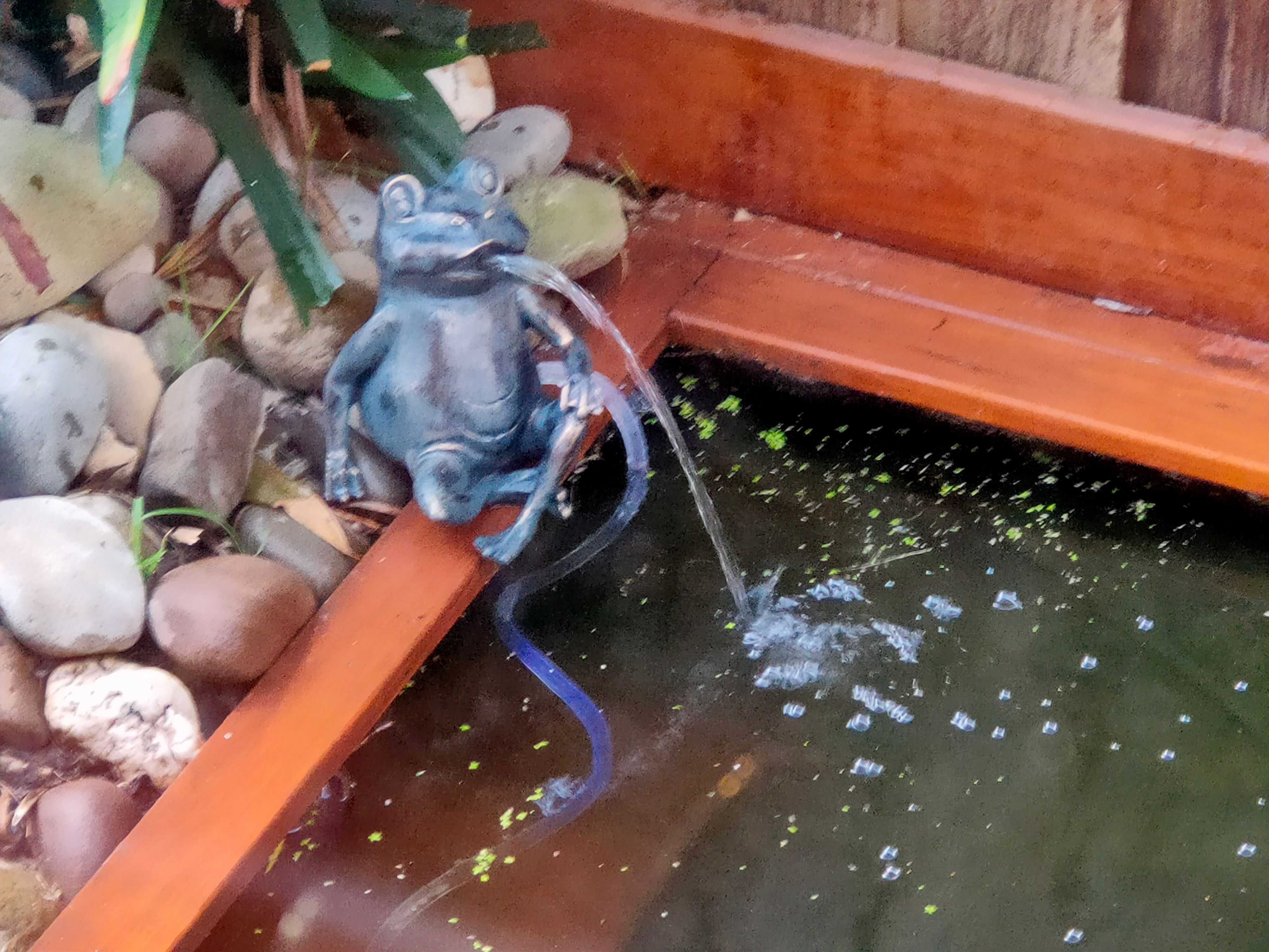 Solved How to refresh my fish pond? Page 5 Bunnings community