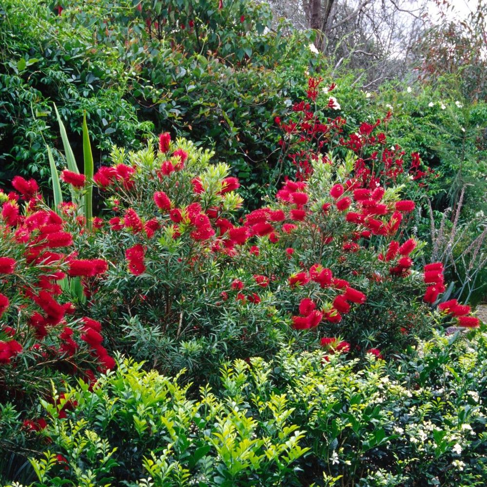 An informal tiered planting of Murraya bottlebrush and climbers