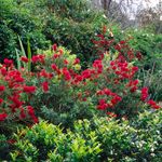 An informal tiered planting of Murraya bottlebrush and climbers
