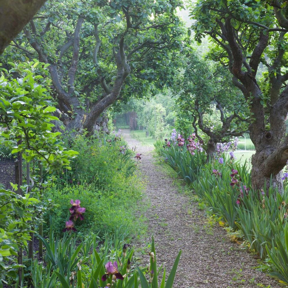 An underplanting scale shift with iris beneath ancient apples