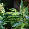 Use variegated foliage to add highlights in shady spots