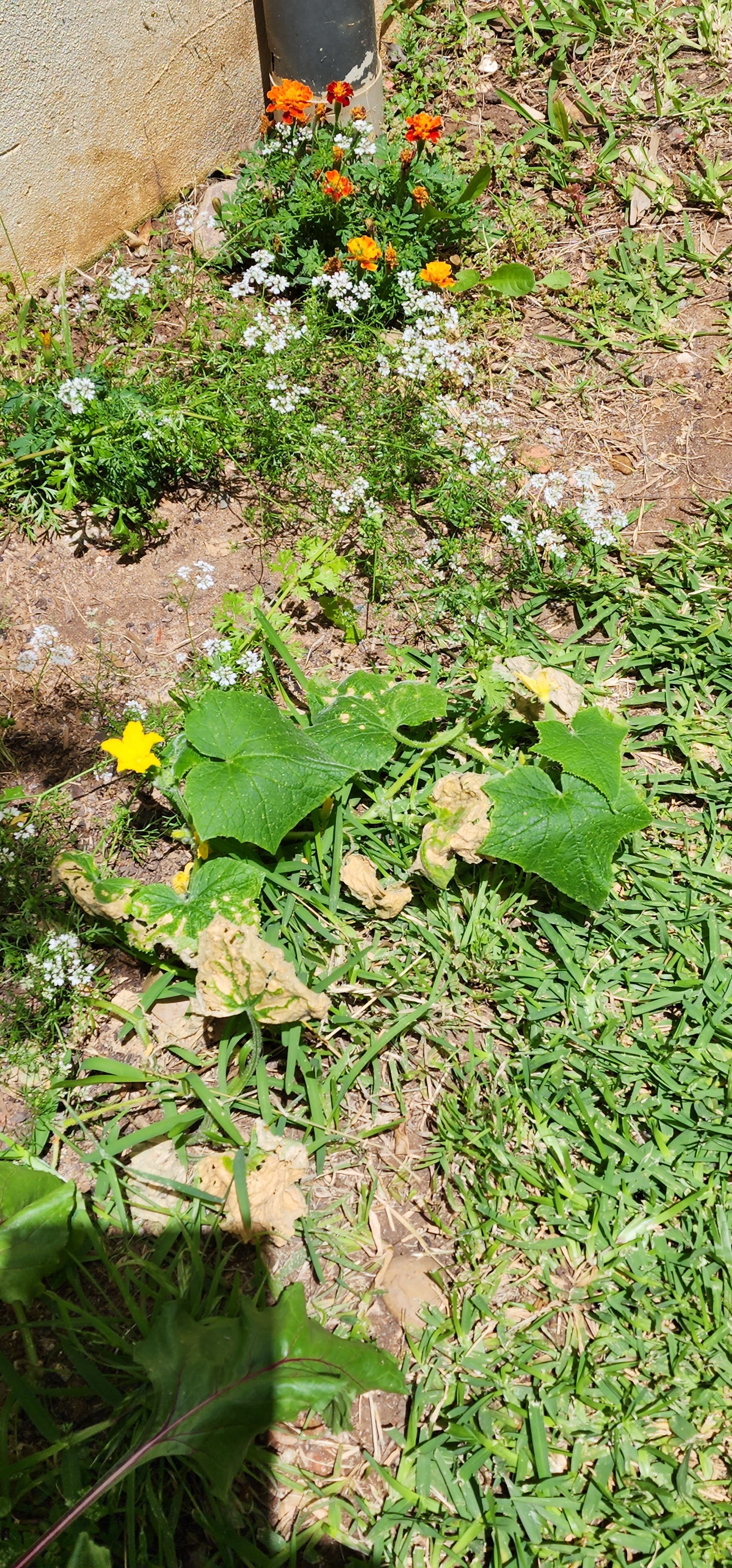 How to save my cucumber plant? Bunnings community