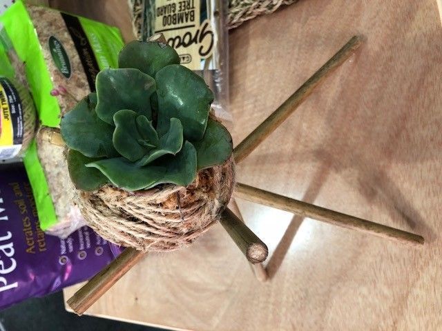 Kokedama ball on bamboo stand