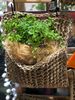 Seagrass mat planter