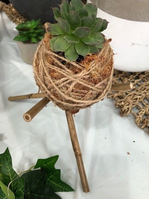 Kokedama.jpg