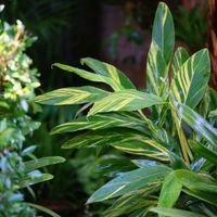 Use variegated foliage to add highlights in shady spots