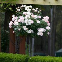 A standard rose trained on a hoop as a feature planting