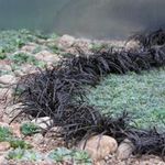 This linear planting uses black mondo grass to frame succulents