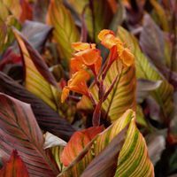 Cannas have dramatically colourful flowers and foliage