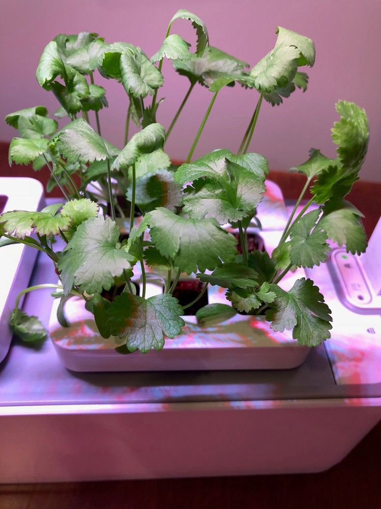 Plenty of coriander - almost ready for picking.