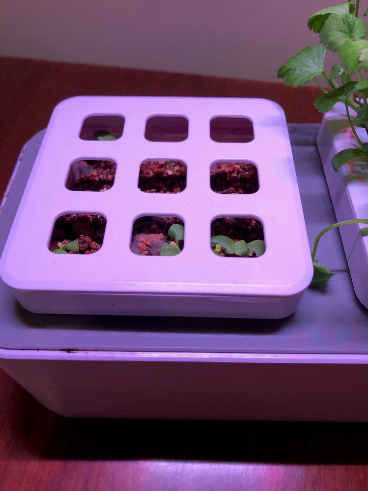 No pesto for me anytime soon.