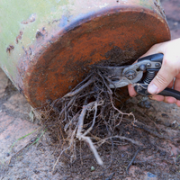 Roots protruding from drainage holes tell you a plant needs repotting or root pruning