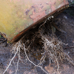 Trim these roots before attempting to remove plant from pot