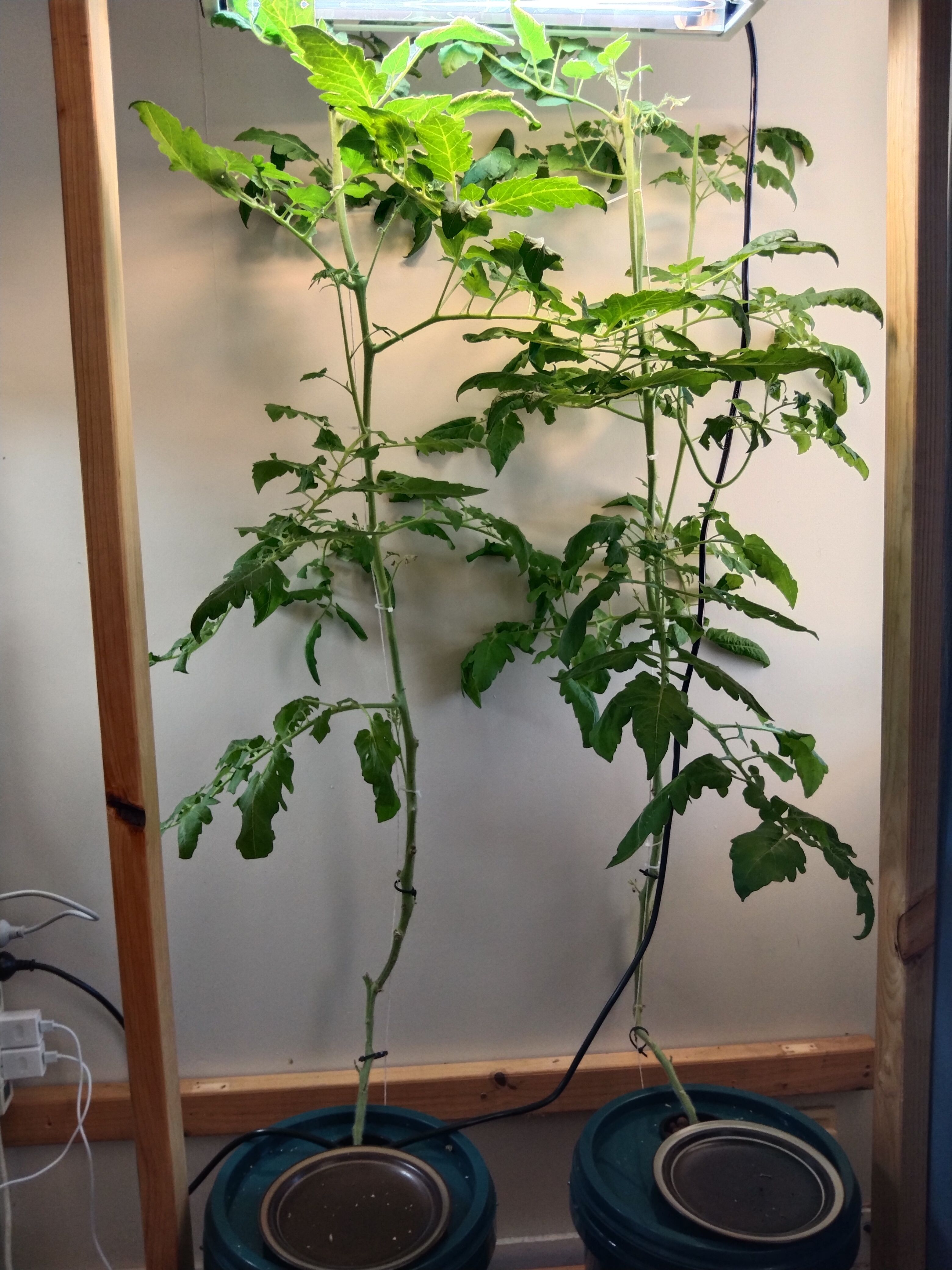 I'm growing hydroponic tomatoes indoors Bunnings community