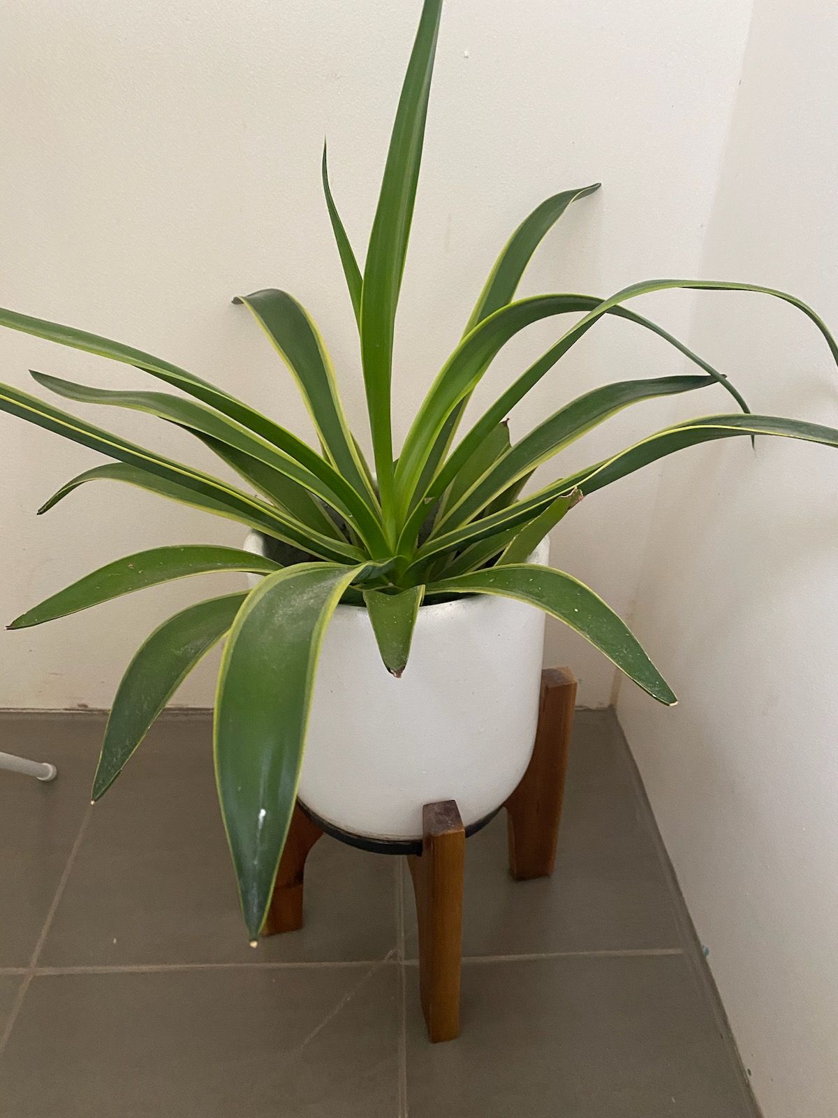 What is this plant? Bunnings community