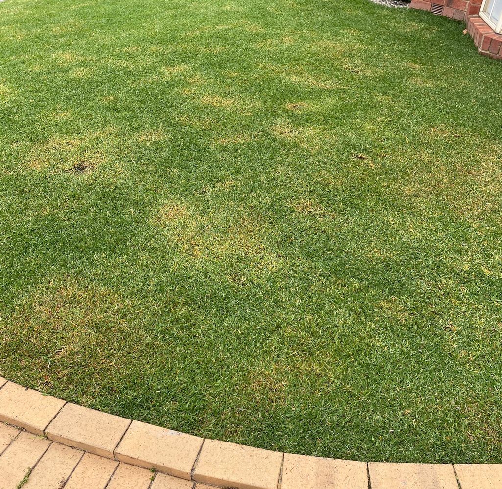 Result after spraying Clover & Bindii weed killer - yellowing and dead patches