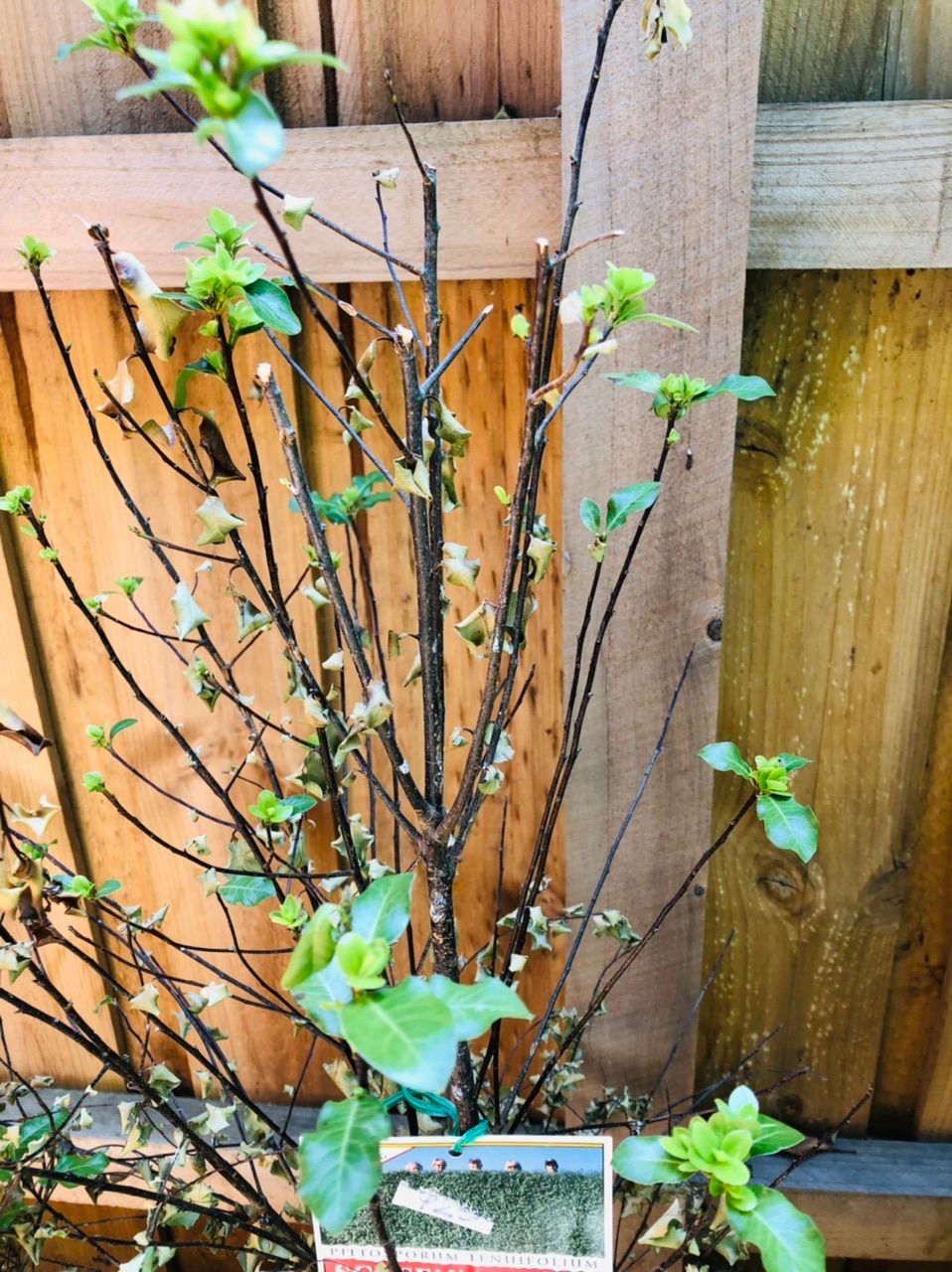 Solved How to revive potted Pittosporum plants? Bunnings