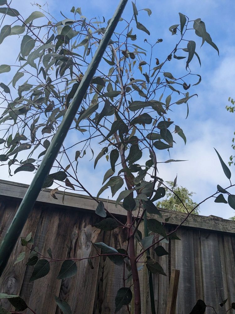 Silver Princess Growing