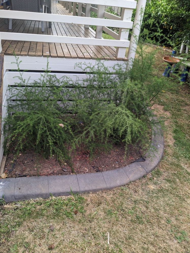 Acacia Verlata Hedge