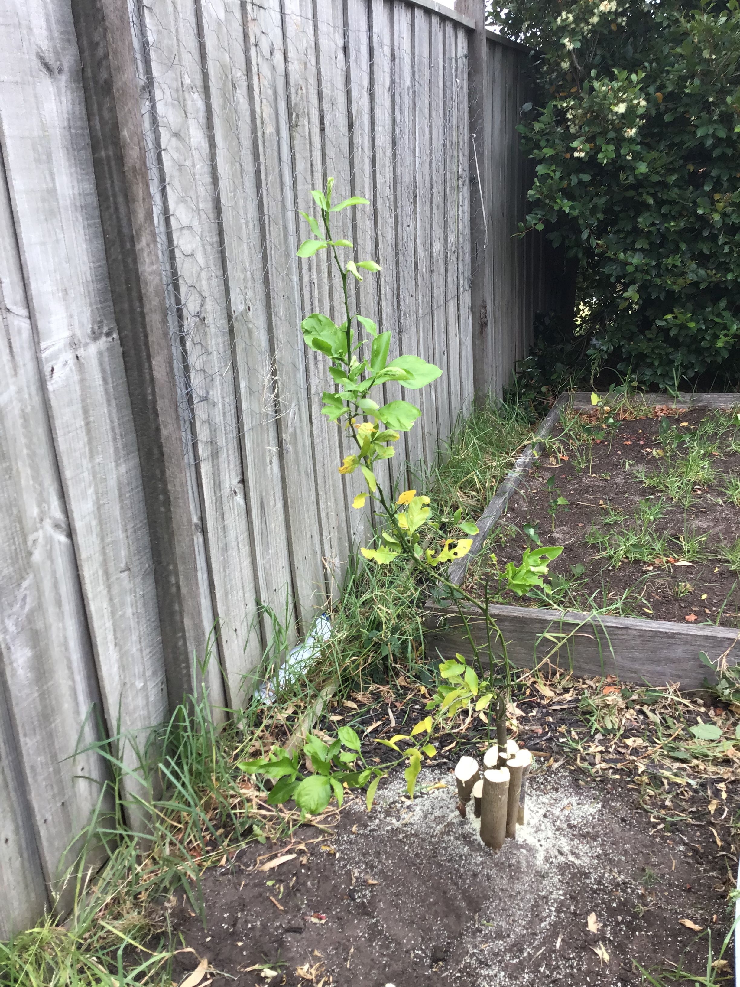 Solved Lemon tree not fruiting Bunnings community