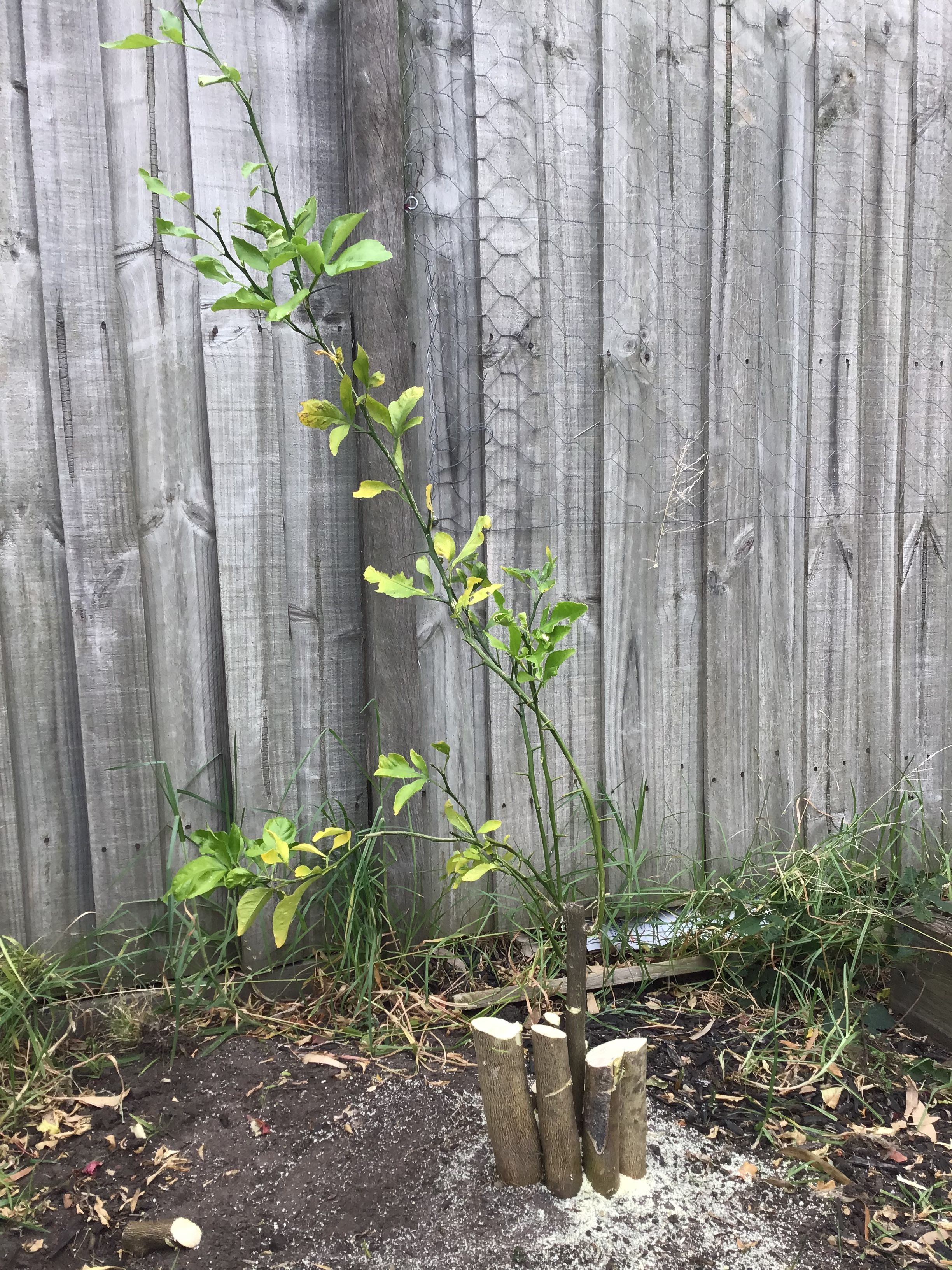Solved Lemon tree not fruiting Bunnings community