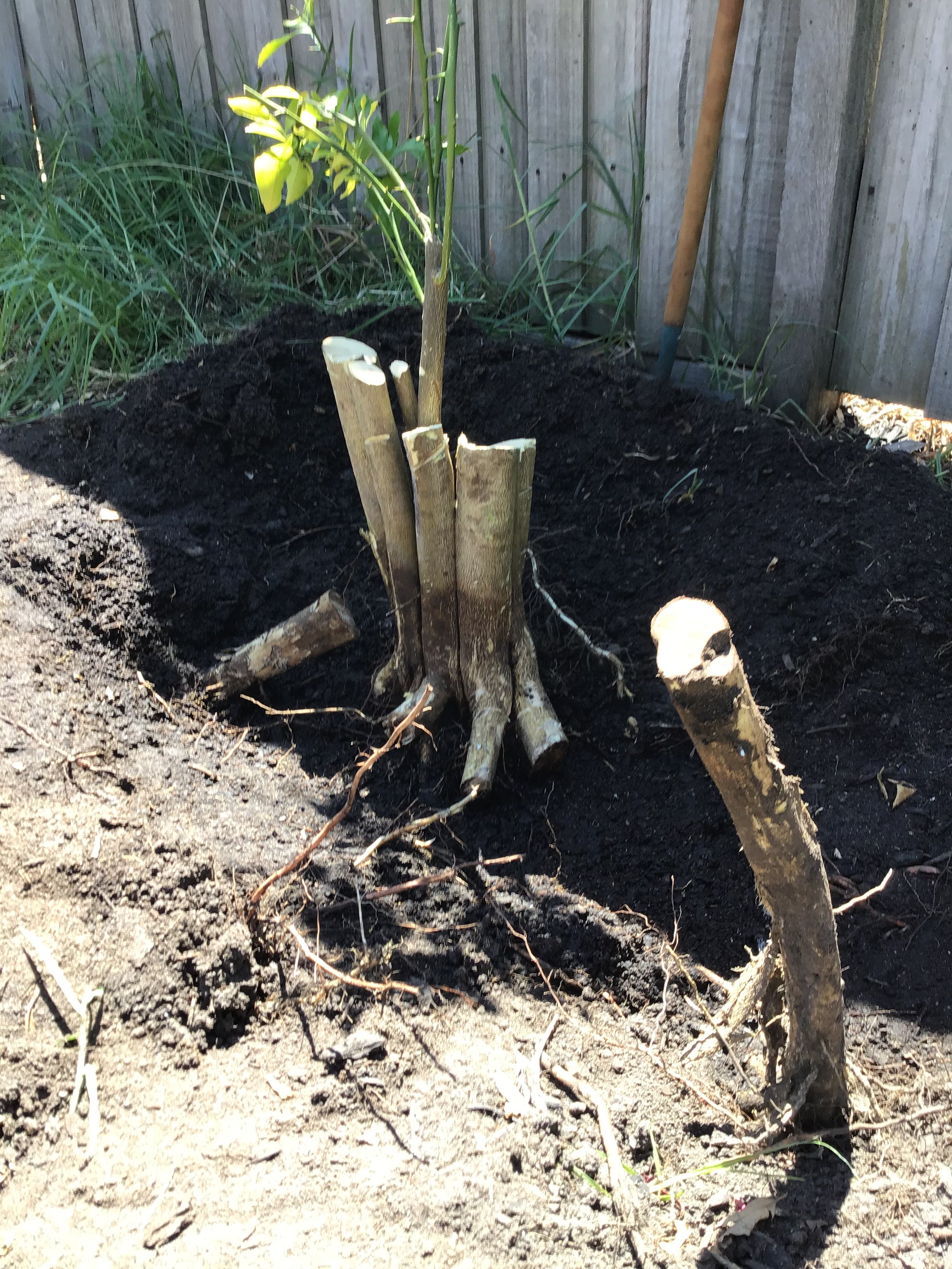 Solved Lemon tree not fruiting Bunnings community