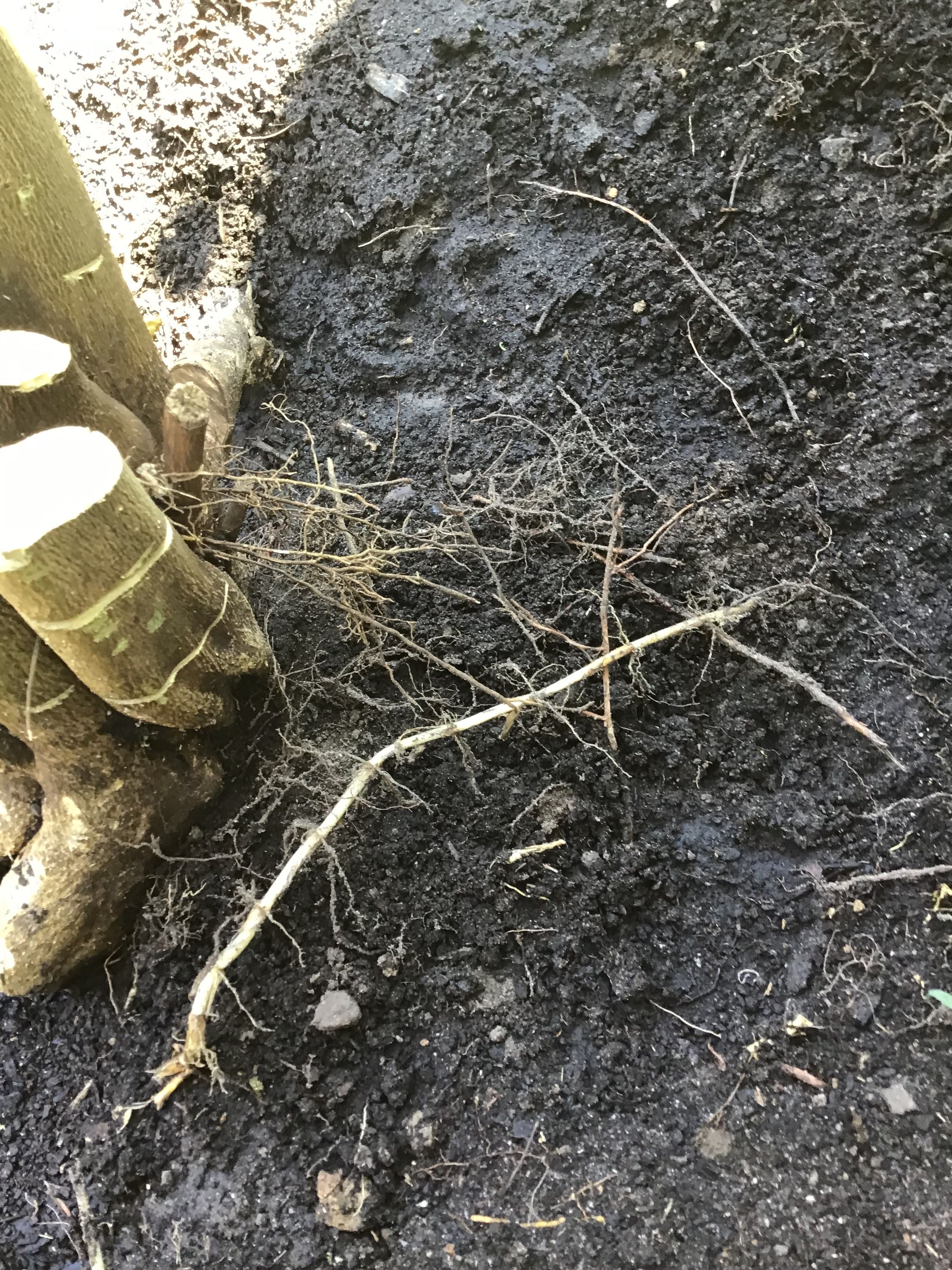 Solved Lemon tree not fruiting Bunnings community