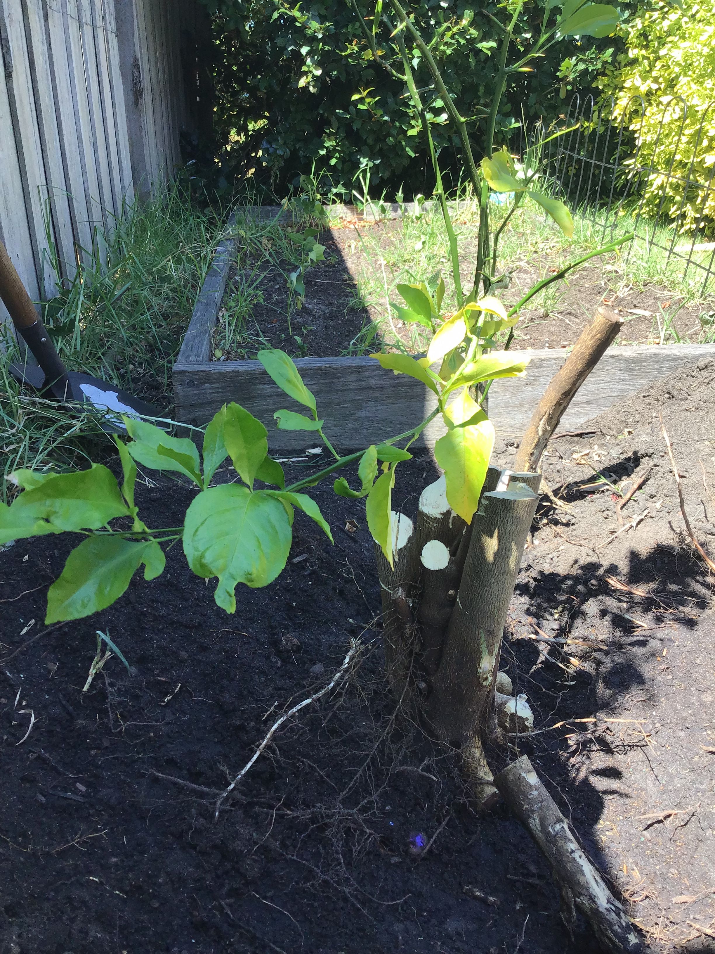 Solved Lemon tree not fruiting Bunnings community