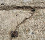 Death came quickly. Or are they?