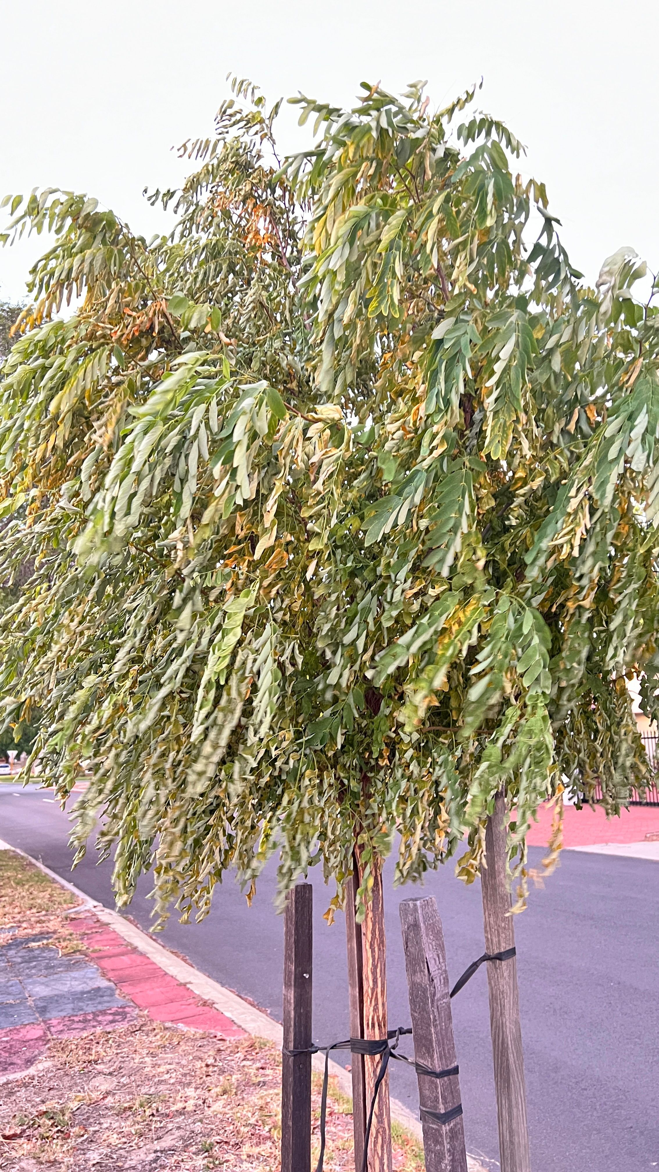How to save my dying Mop Top tree? Bunnings community