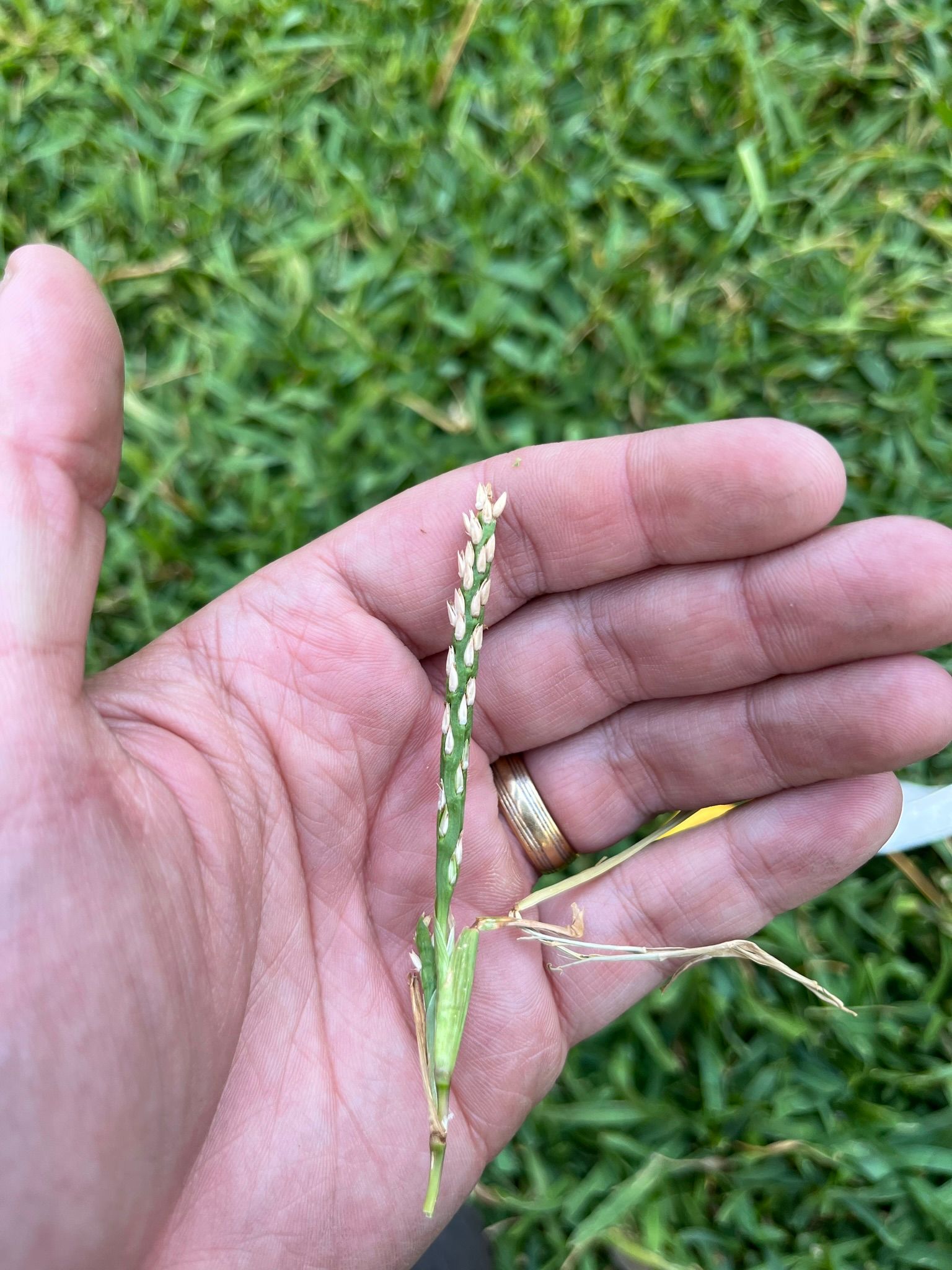 How to get rid of weeds & bugs from the Bunnings community