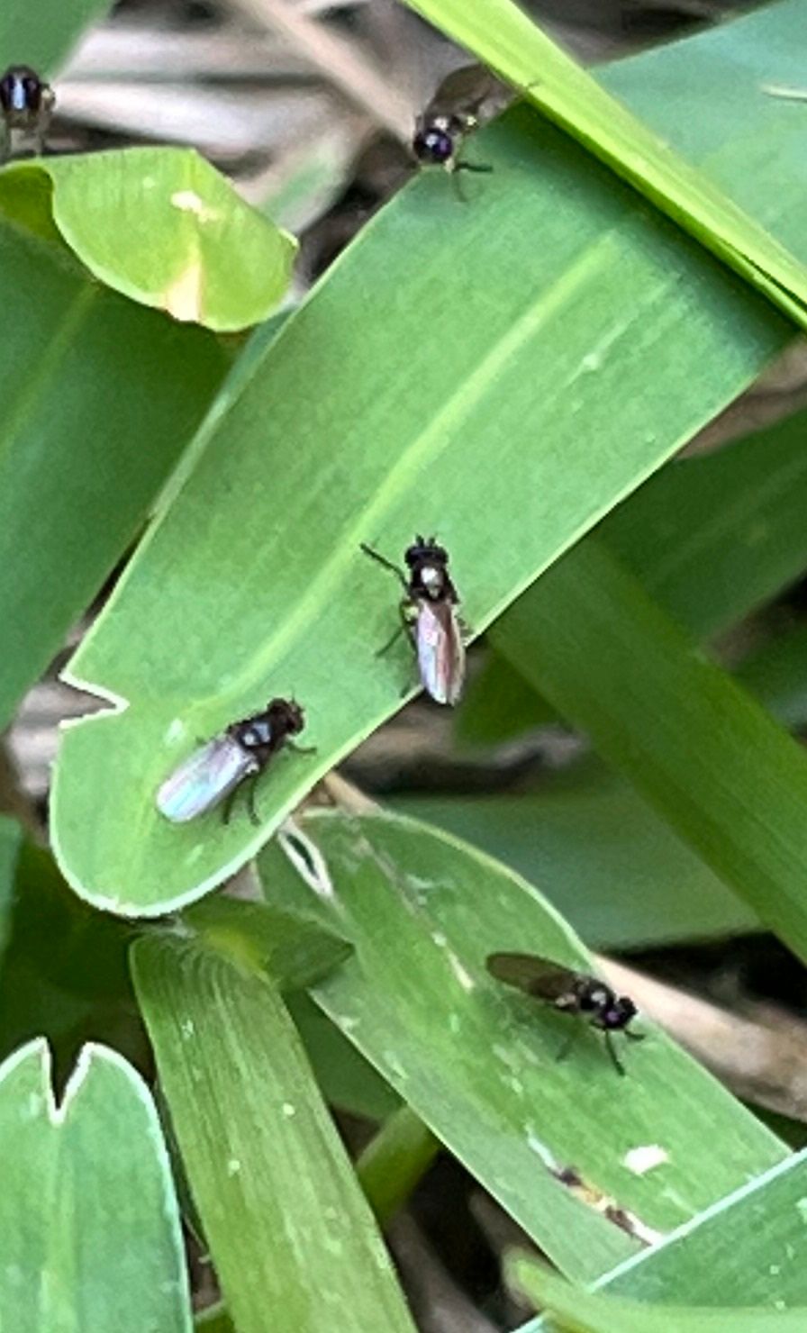 How to get rid of weeds & bugs from the Bunnings community