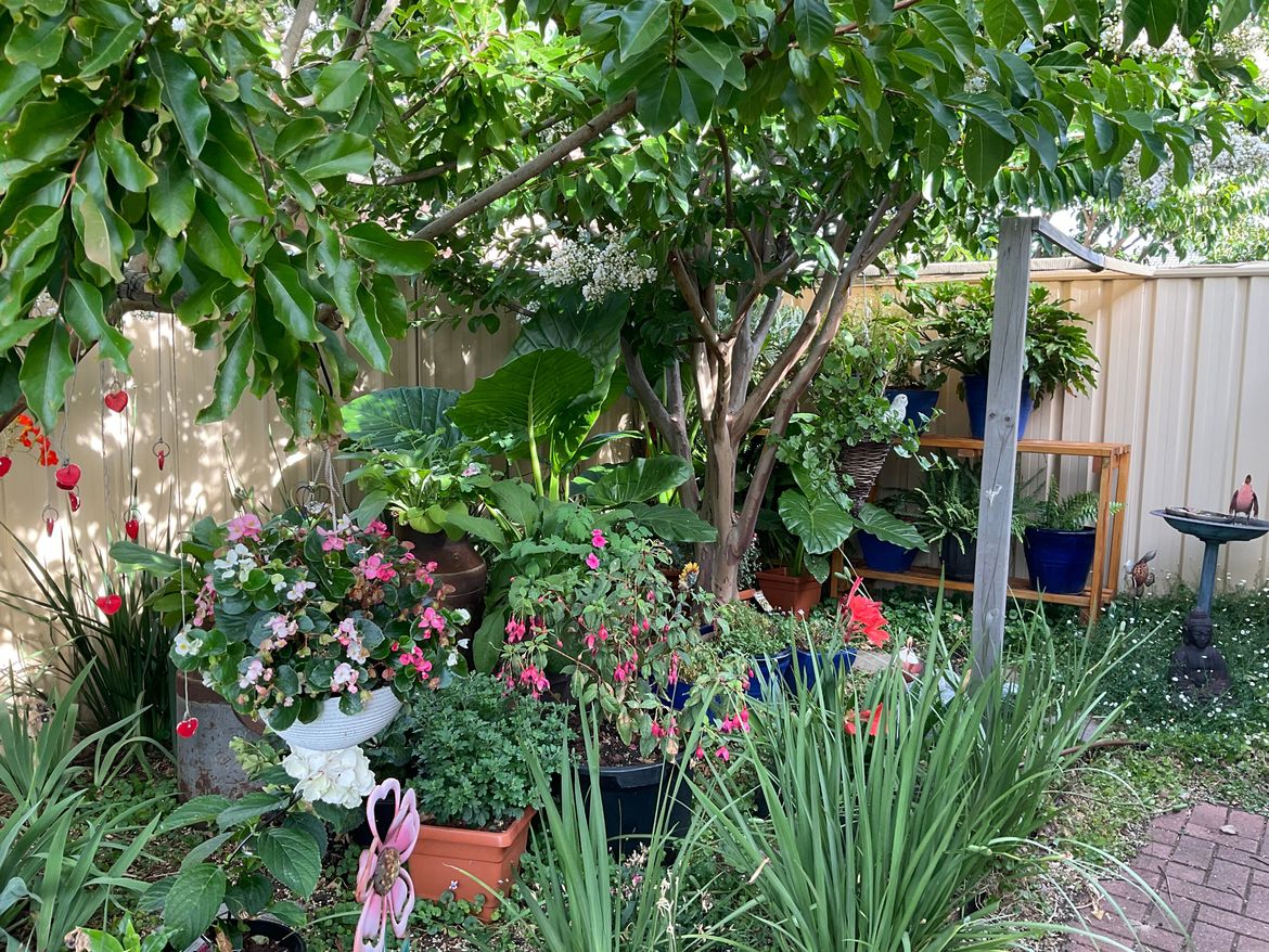 Fuschias, elephant ears and hydrangeas