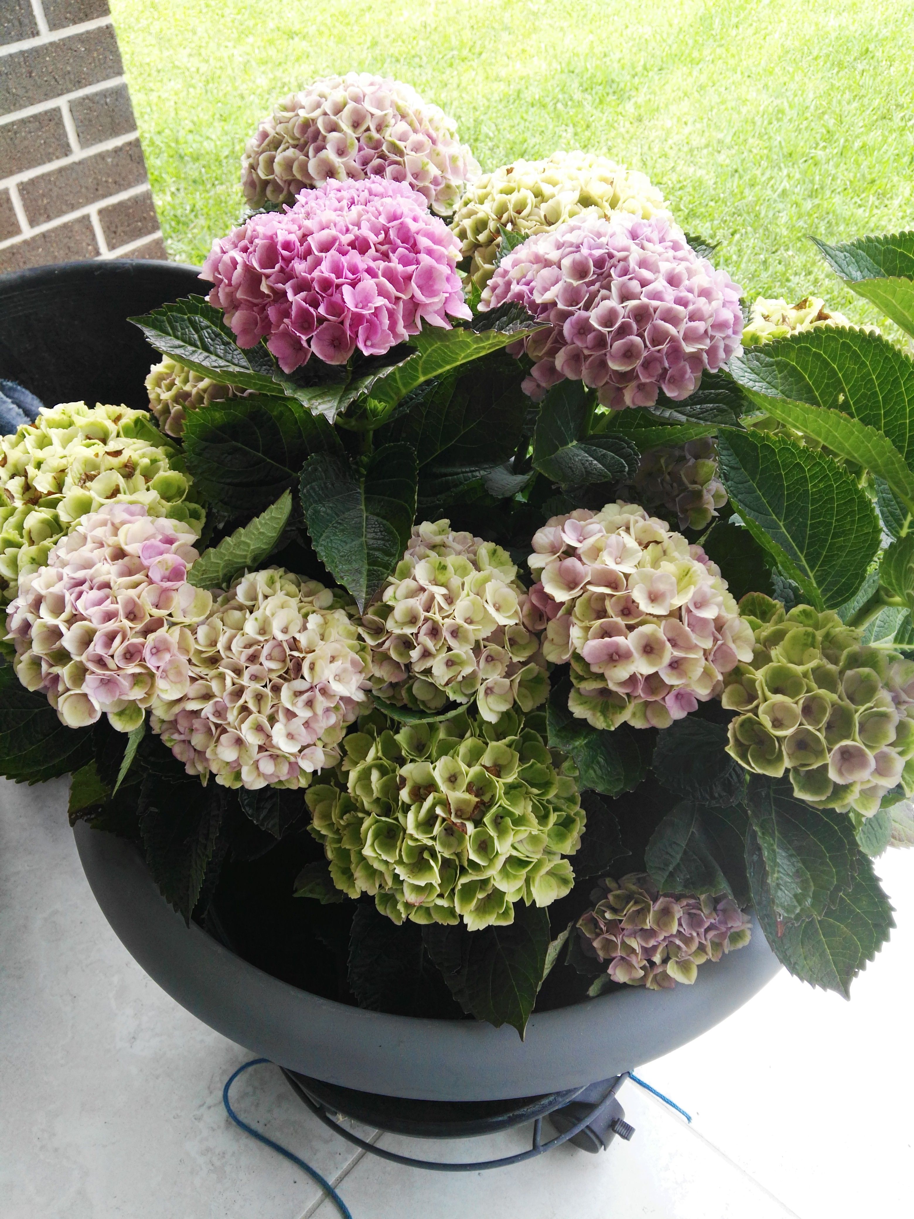 How to plant Hydragena from pot to groun... Bunnings community