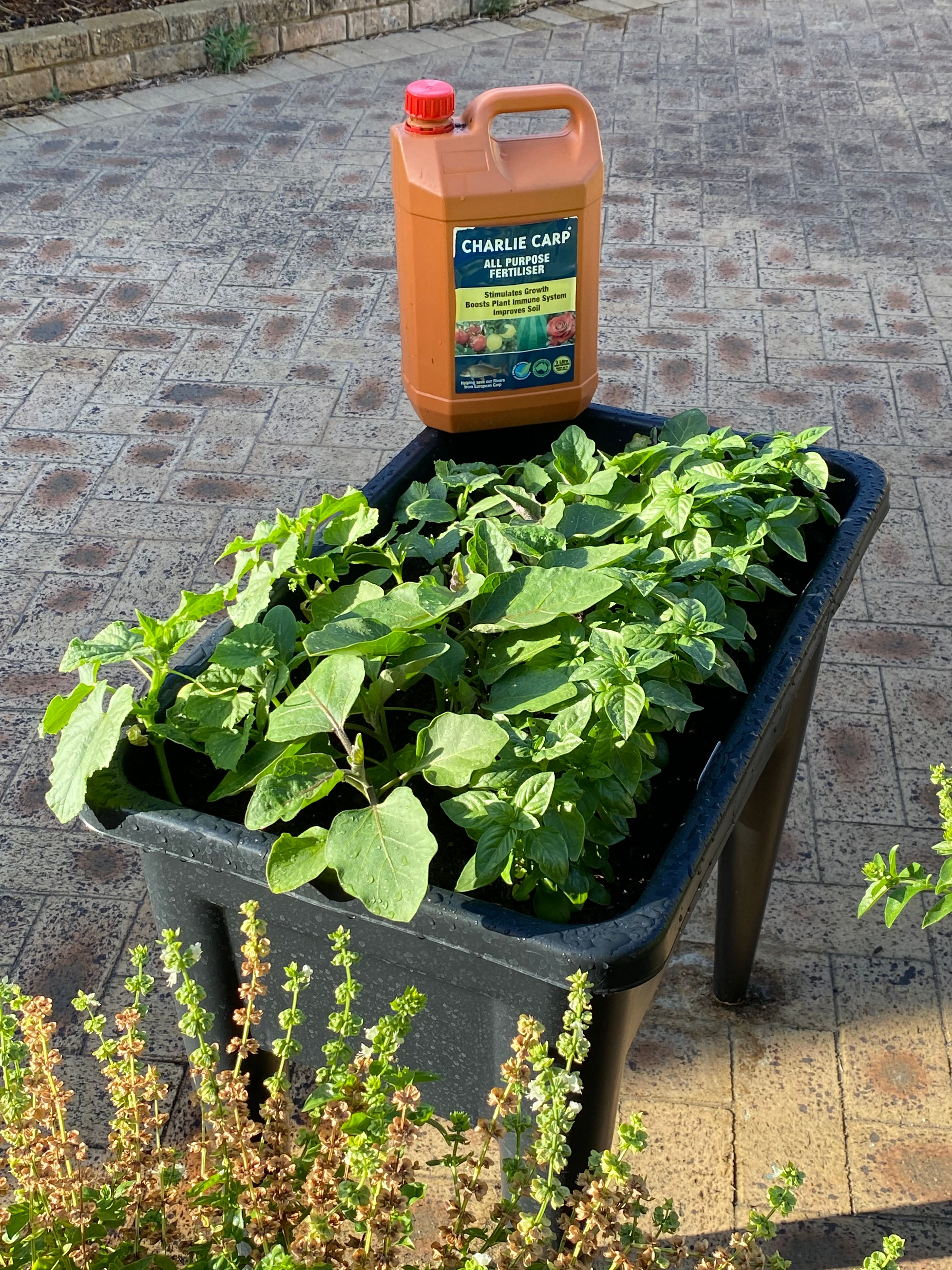 How to grow edibles in containers Bunnings community