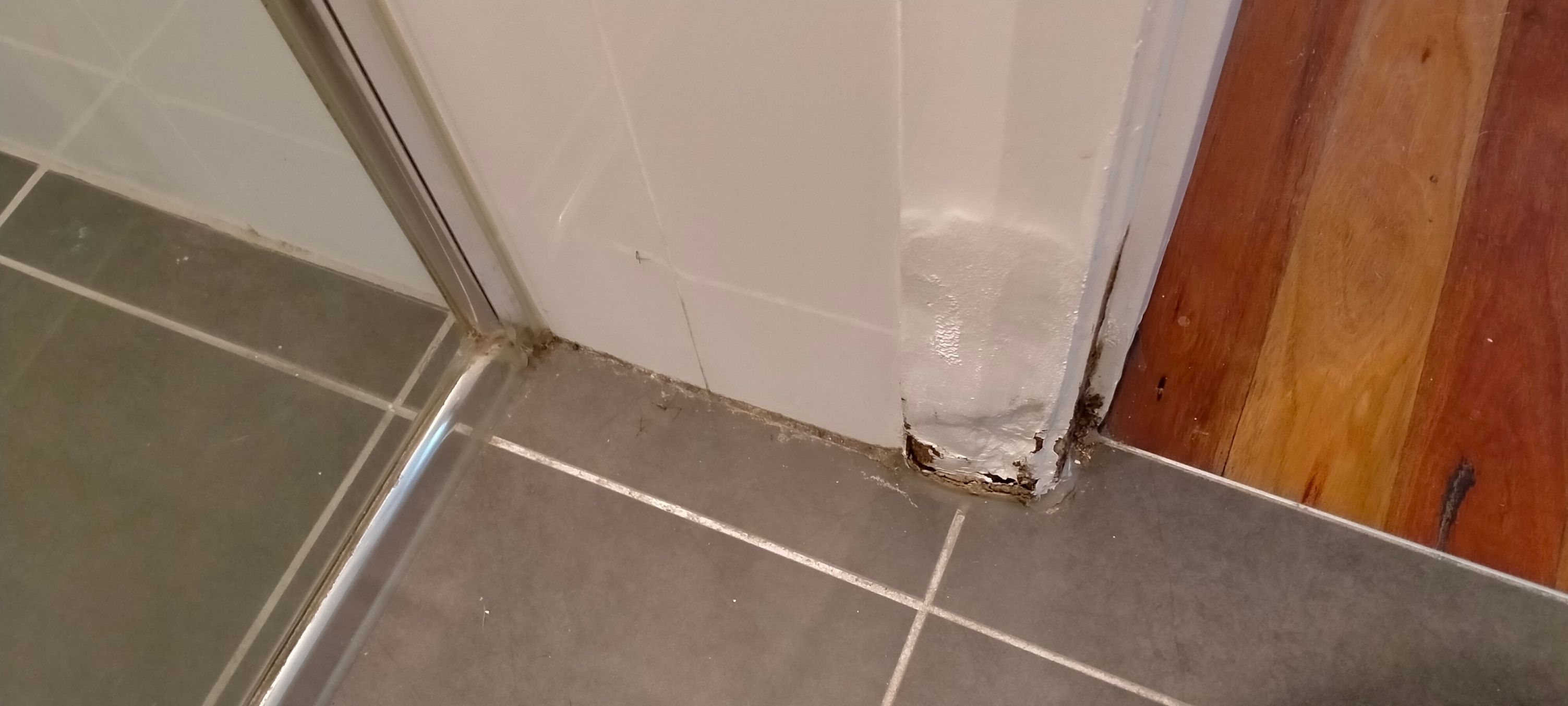 How to clean tiles for bathroom makeover... Bunnings community