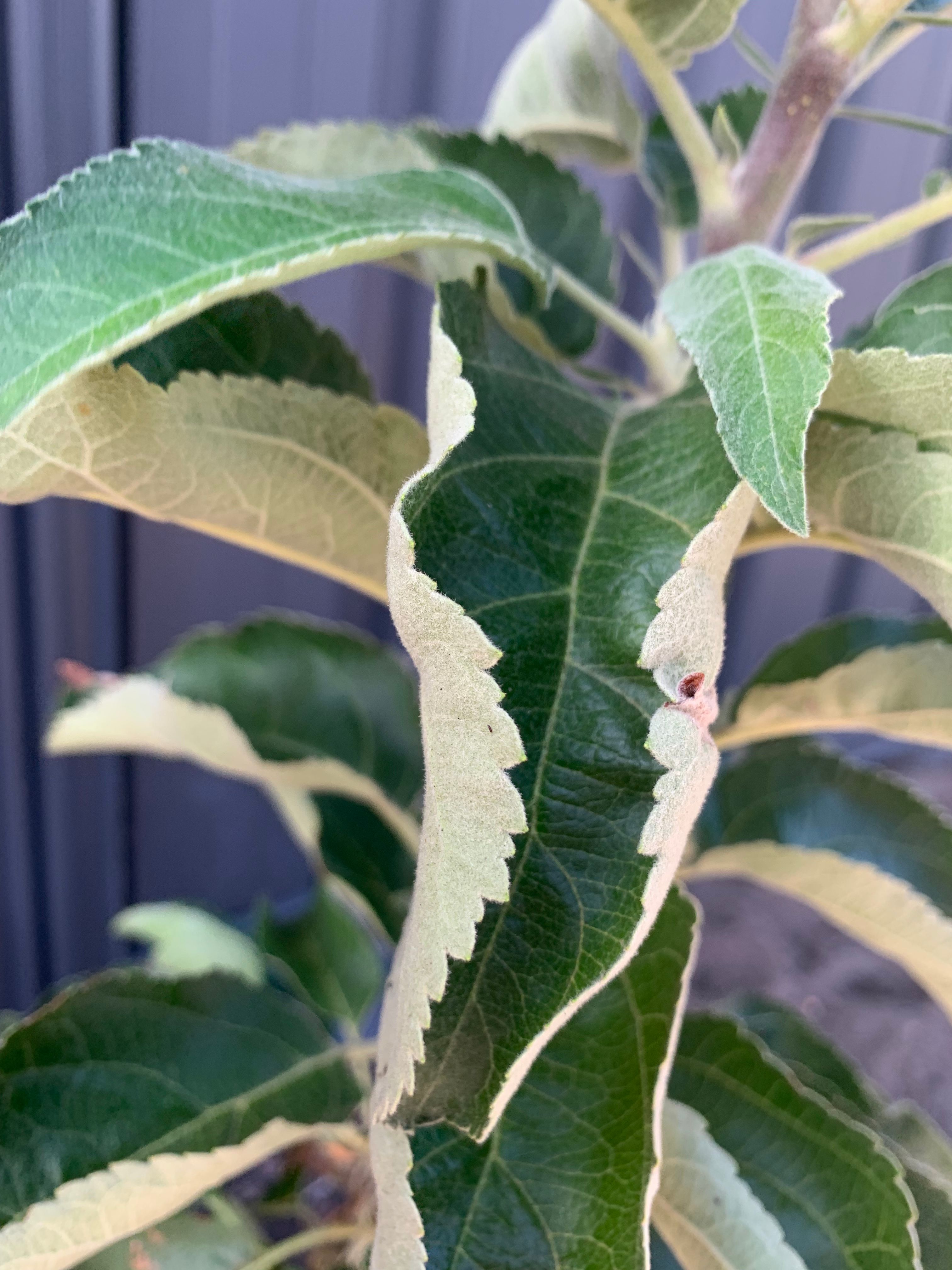 How to fix apple tree leaves curling and... Bunnings community