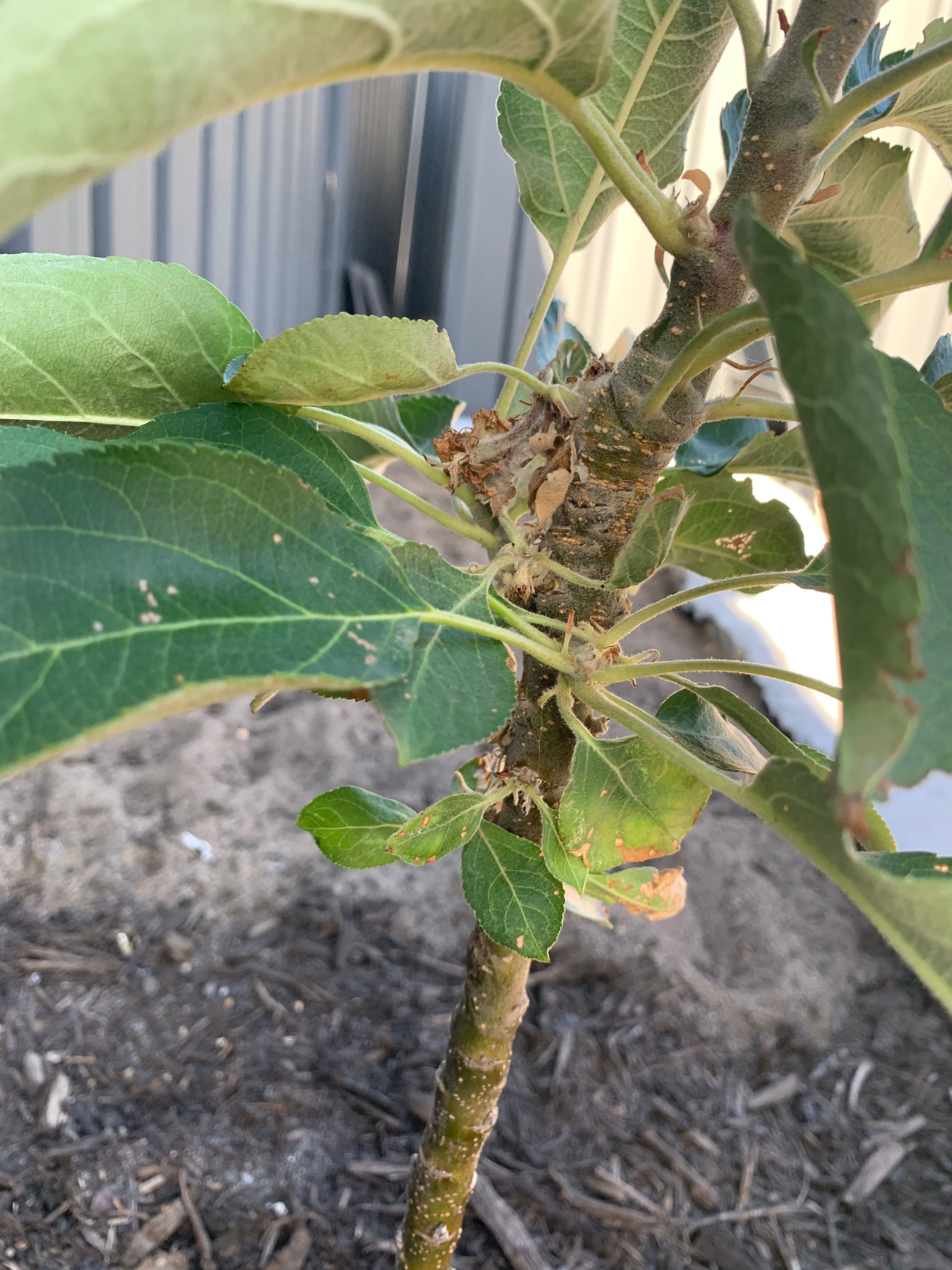 How to fix apple tree leaves curling and... Bunnings community