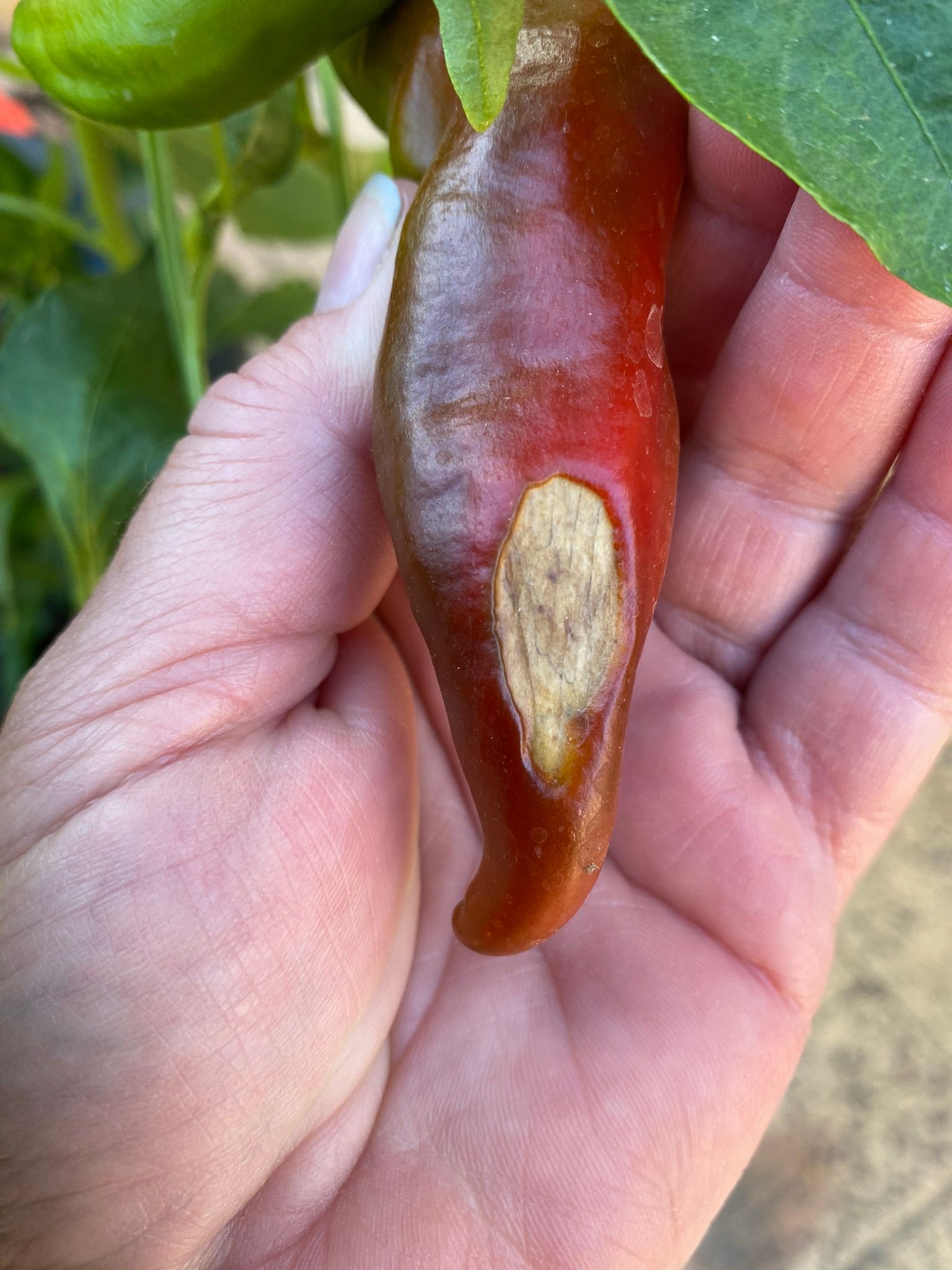 How to prevent tomato blossom end rot Bunnings community