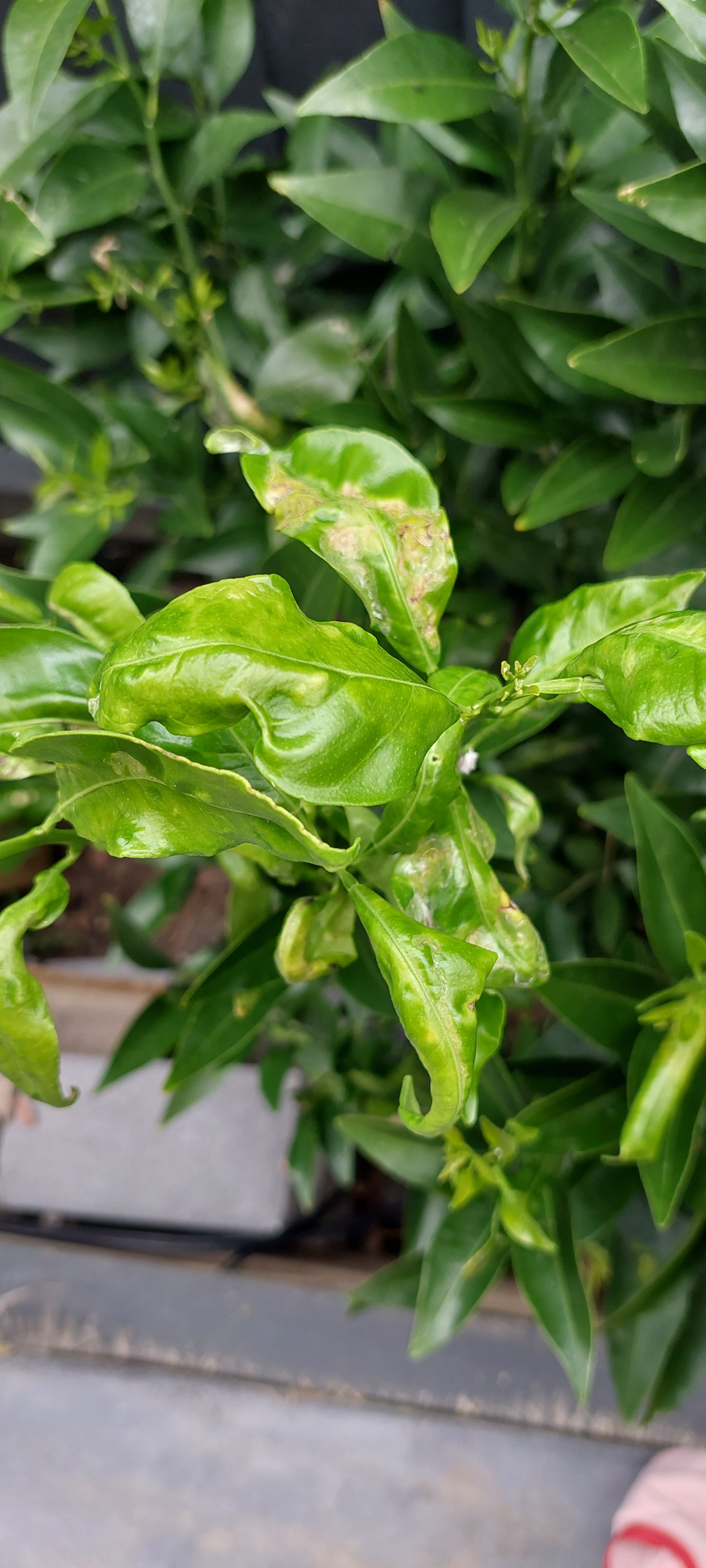 White marks and curl citrus leaves Bunnings community