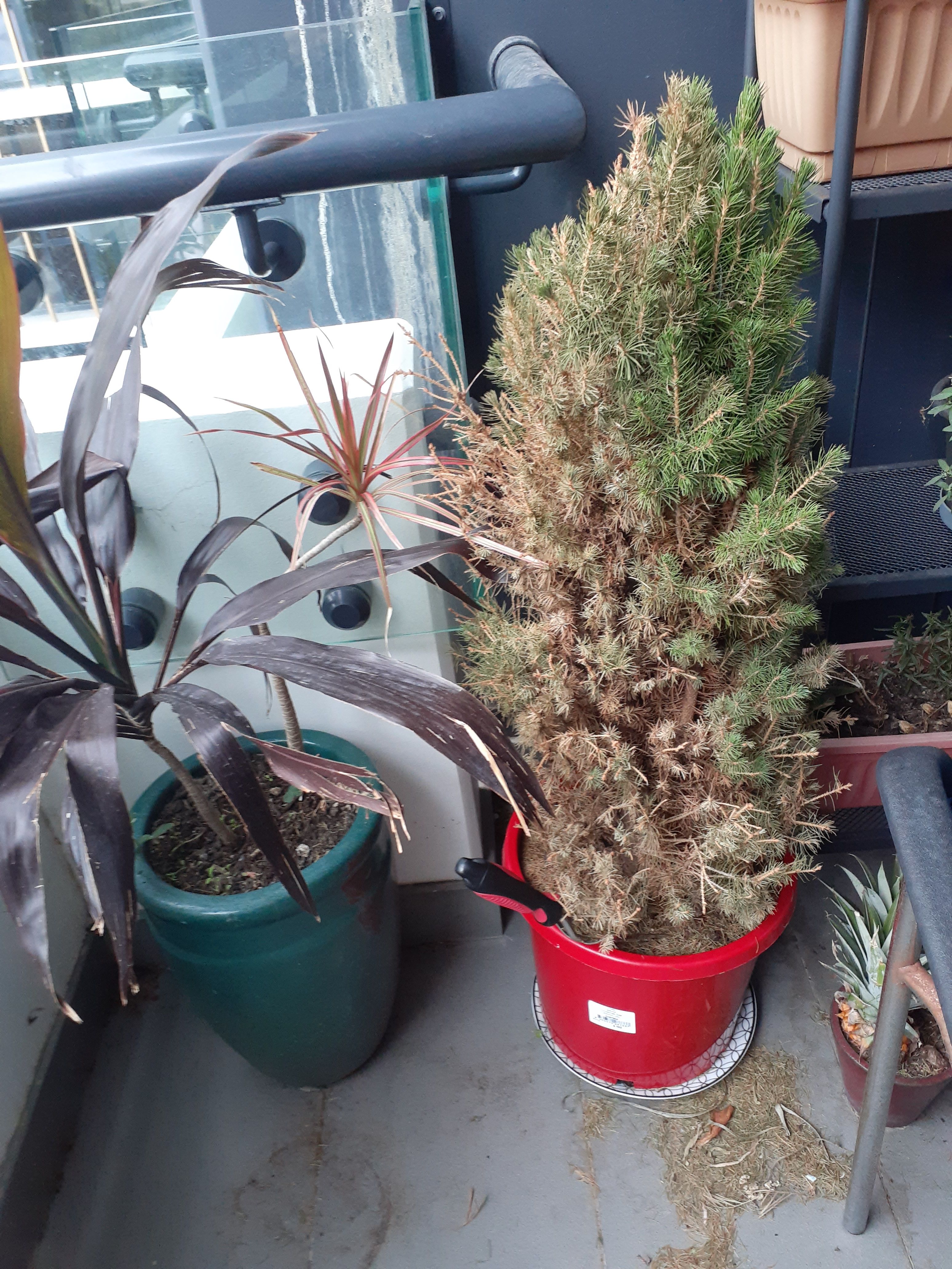 How to keep your Christmas tree alive an... Bunnings community