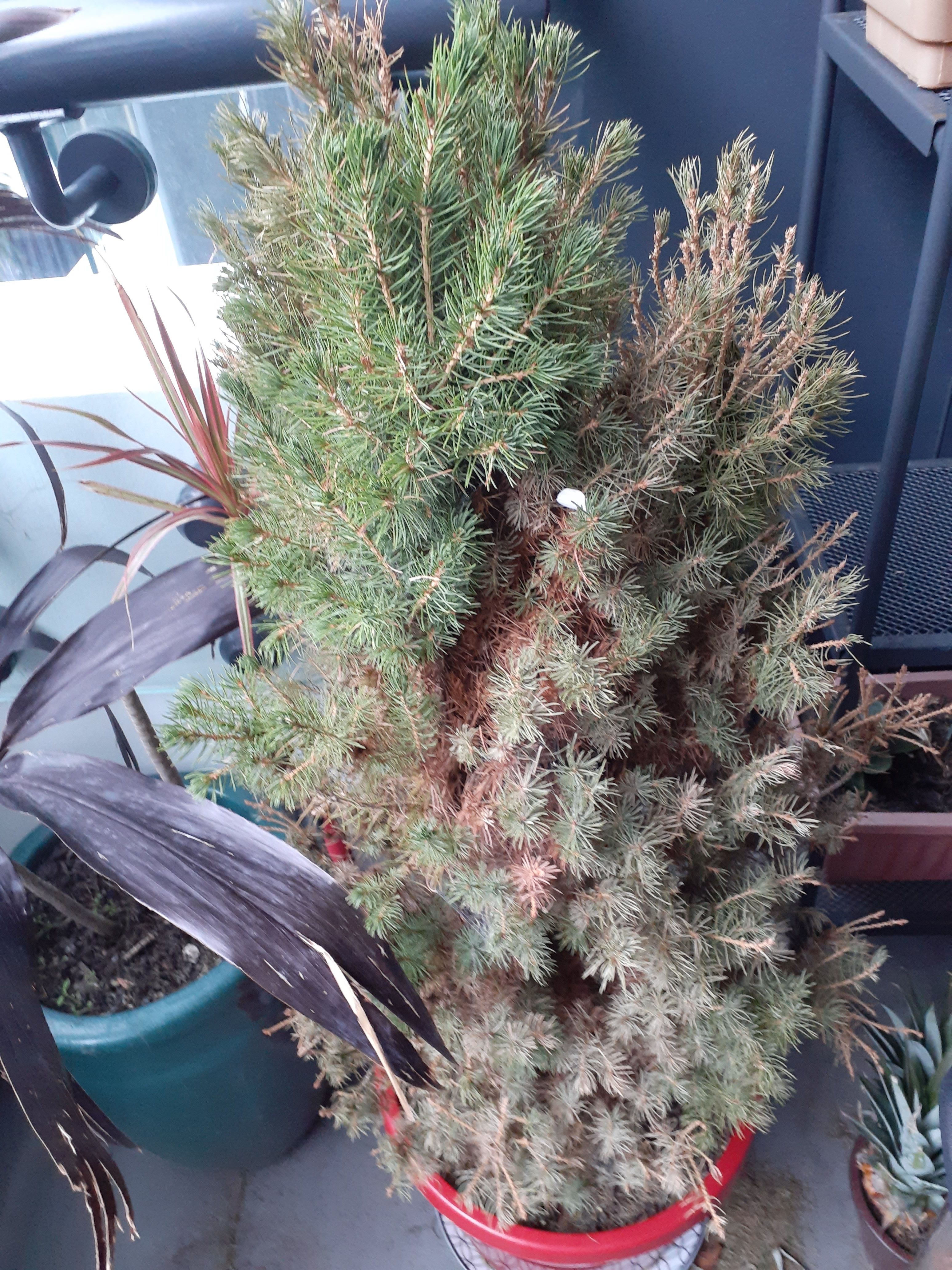 How to keep your Christmas tree alive an... Bunnings community