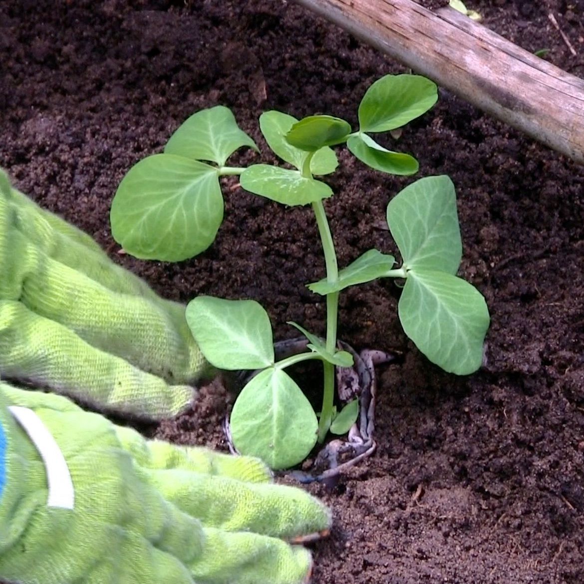 How to make seed pots using paper Bunnings community