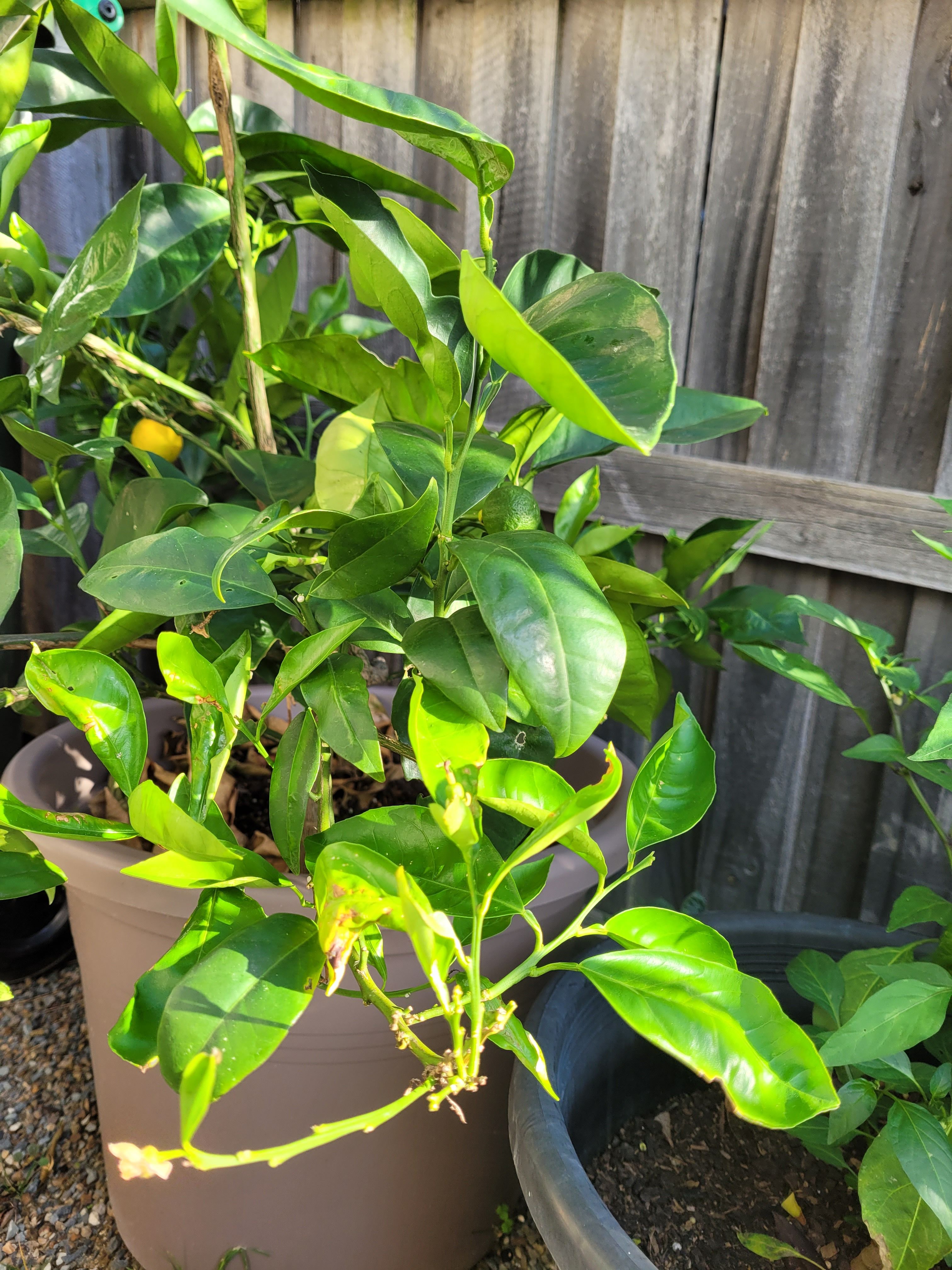 Solved Why is my Valencia orange plant not grow... Bunnings