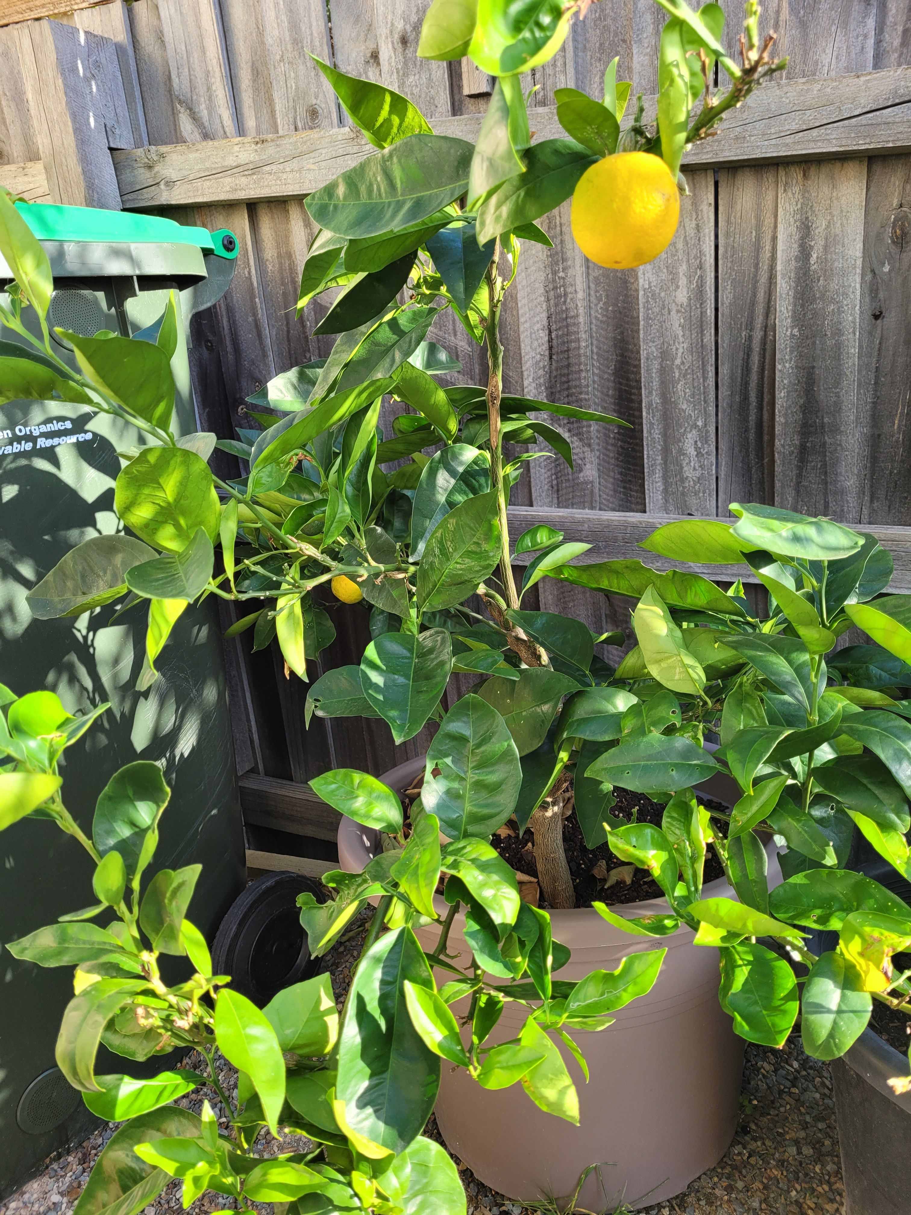 Solved Why is my Valencia orange plant not grow... Bunnings