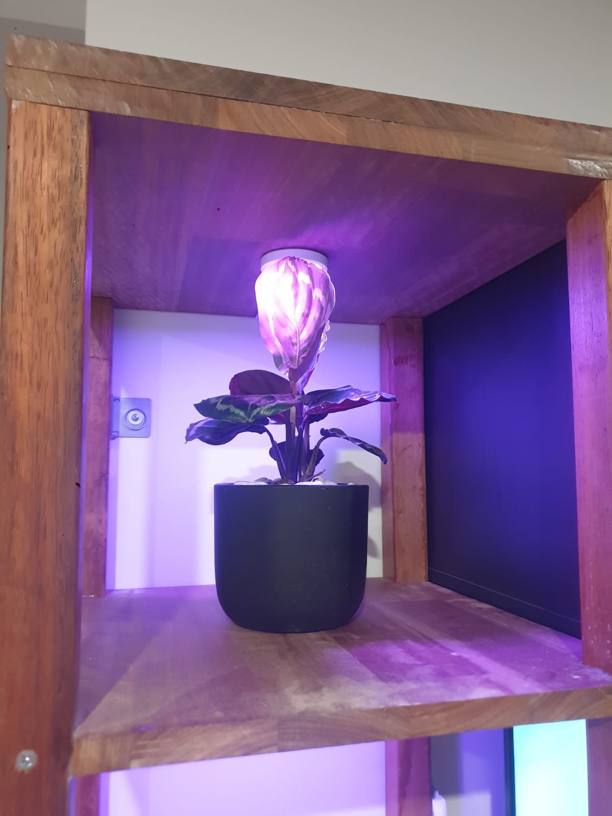 D.I.Y. plant stand Bunnings community