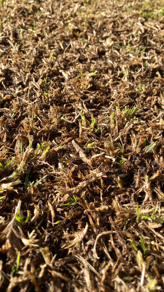 February 8 - 2 days post mid-season lawn reno recovery