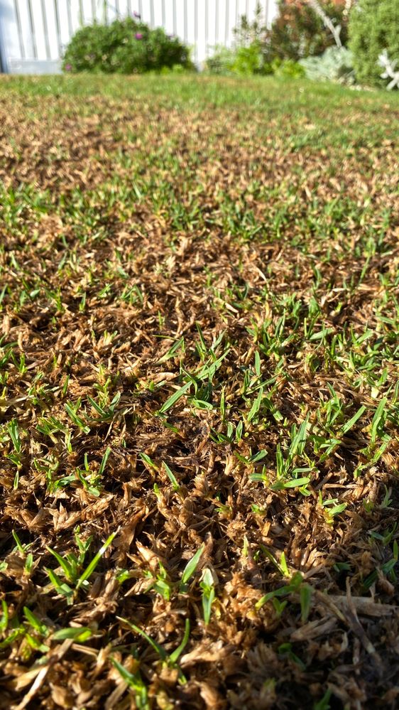 11 February - 5 days after mid-season reno