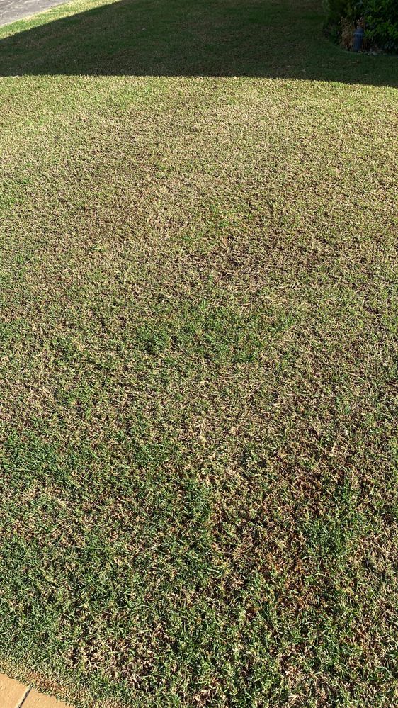 13 February - 7 days after mid-season reno