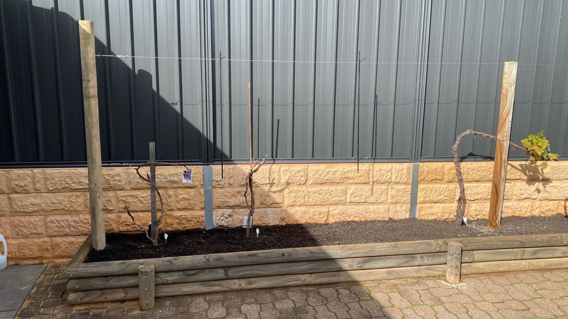 2022-07-12-Grapevine trellis.JPG